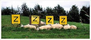 Sleepingsheep.thumb.jpg.66ea090509a83c4bc5debe2c80e7d501.jpg