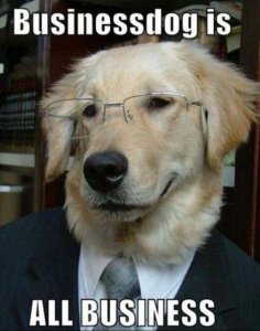 business-dog.thumb.jpg.4a19ed5b90564e3e7a7619c45528ef7b.jpg