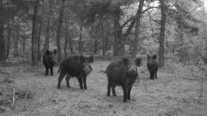 bushmeat hoge veluwe.jpg